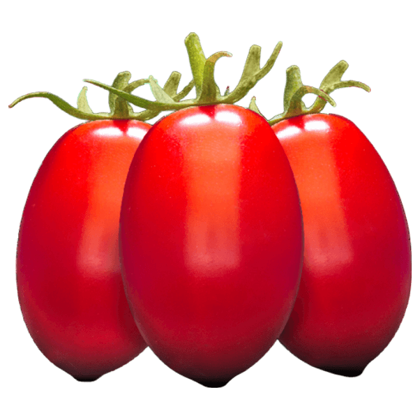 Tomates Datterini des Pouilles – boîte de conserve de 500 g