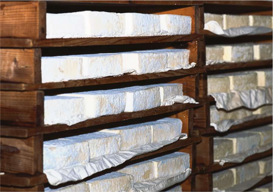 Fromages en affinage sur des planches de bois, en cave