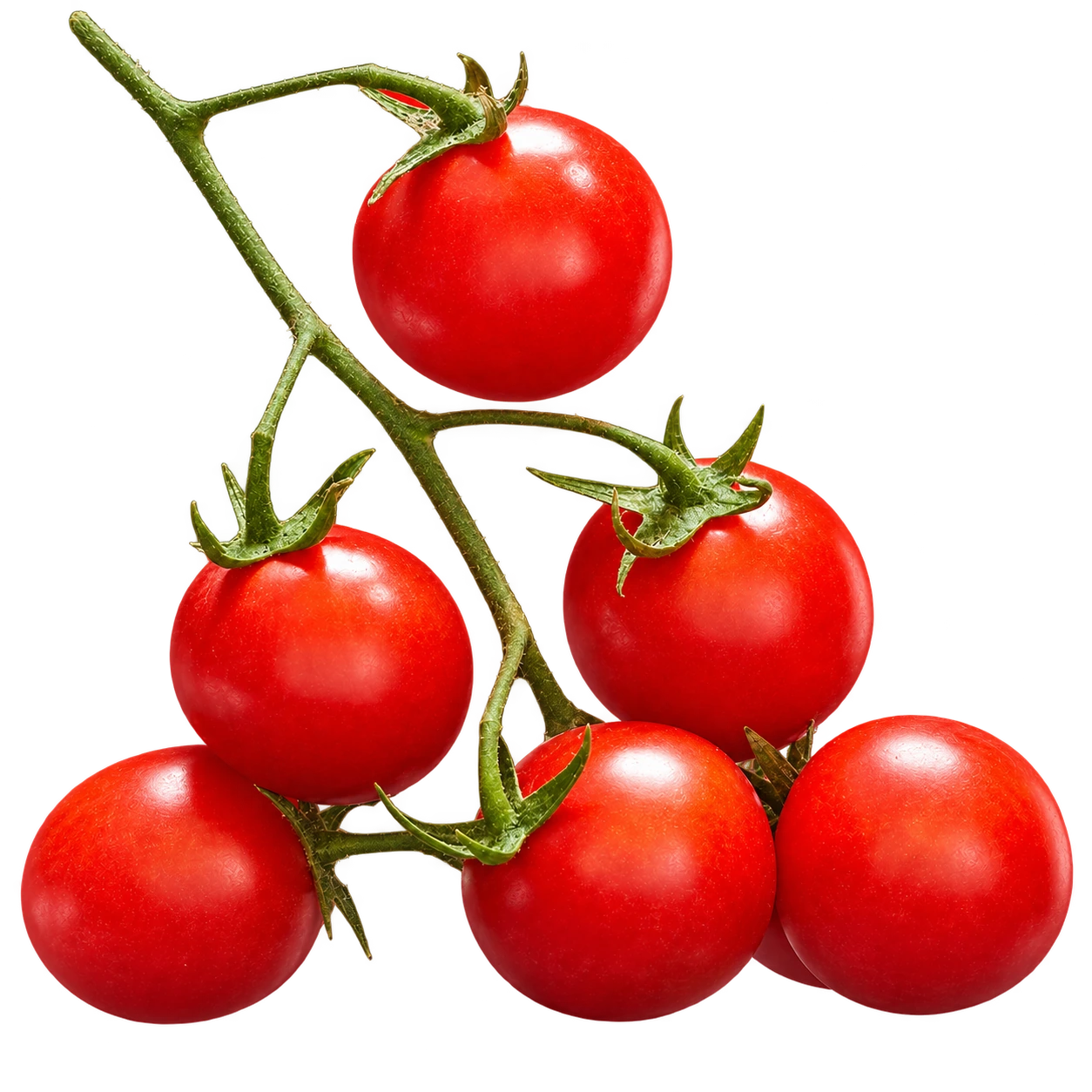 Tomates cerise des Pouilles sur la branche